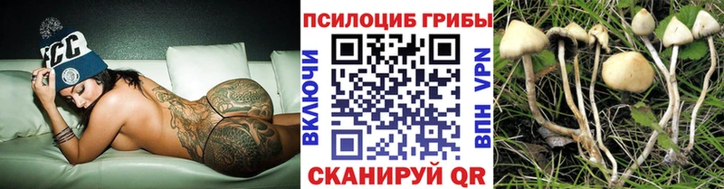 купить  сайты  Чегем  Псилоцибиновые грибы GOLDEN TEACHER 